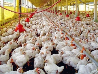 Granja frangos