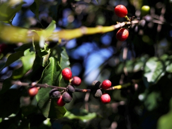 café - grãos queimados - 16:9