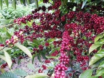 cafe nova 2020 (5) - 16:9