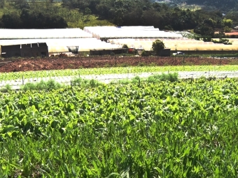 Propriedade de Ricardo Luis Mikami em Louveira - SP que produz hortaliças e tomates