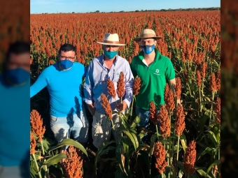 Celito Breda -  Sorgo