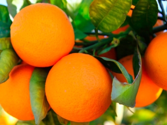 Laranja 16:9