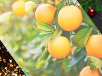 especial citrus