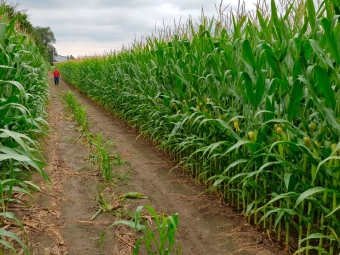 Corn Belt - Enviado por Adriano Antônio Barzotto - 15/08/2019