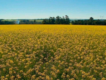 Canola 16:9
