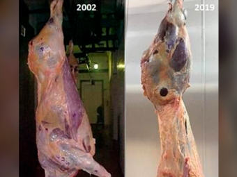 Corte de Carne - 2002 - 2019 - 16:9
