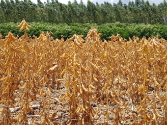 Plantas soja, lavoura, vagens carregadas - Daniel Olivi - 16:9