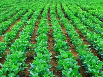 Soja campo lavoura