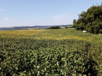 soja