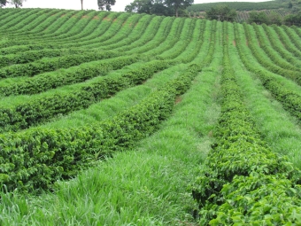 Produção de café em Minas Gerais - Envio de Guy Carvalho