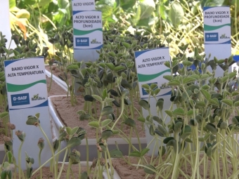 Estudo Gazolla - BASF - Expodireto 2020 - 16:9