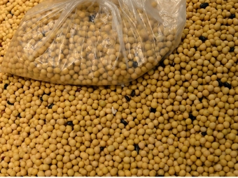 Soja em mercado em Pequim, China - 16:9