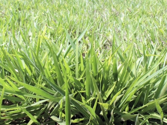 Forragem graminea