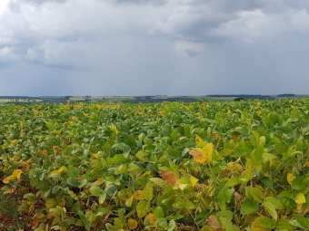 Lavoura de soja, plantas, chuva - Daniel Olivi - 16:9