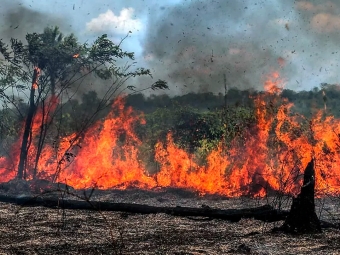 Queimadas Amazonia 2020