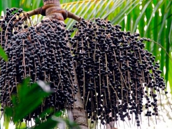 açaí