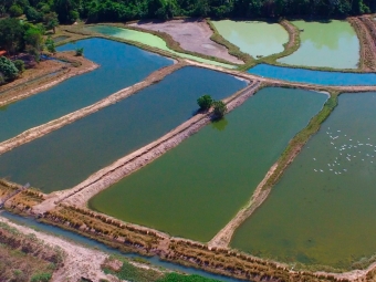 Criação de Peixe - Tanque - 16:9