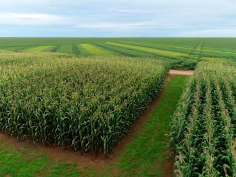 Fazenda Margarida - soja e milho