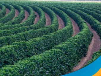 arabica