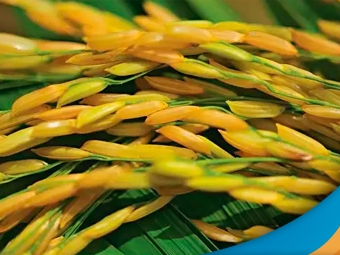arroz 1920x1080