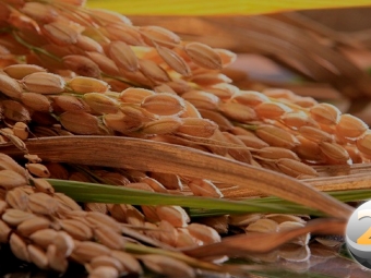 arroz-2