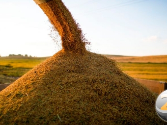 arroz-3