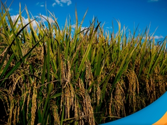 Arroz-3