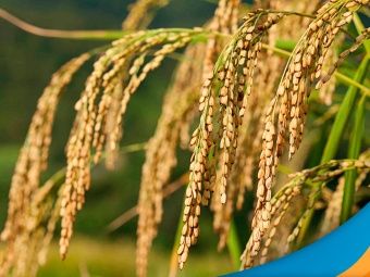 arroz-7