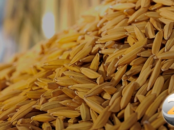 arroz