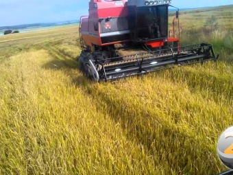 arroz