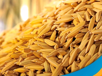 arroz-