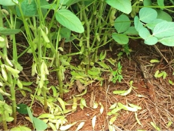 Abortamento de vagens na soja