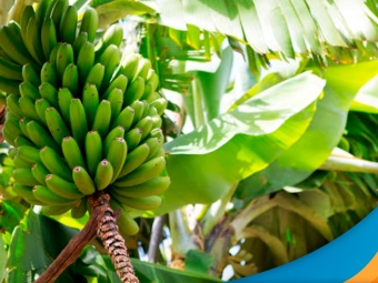 banana