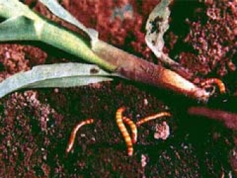 Larva Alfinete Milho - Destaque 2