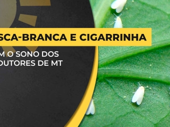 bda-capa