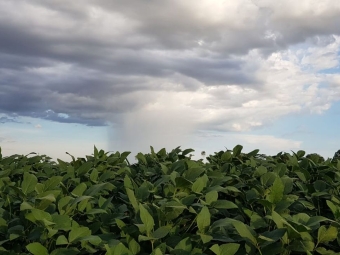 Lavoura de soja, plantas, chuva - Daniel Olivi - 16:9