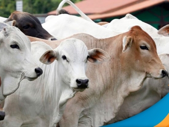 boi-2