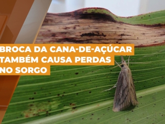 broca