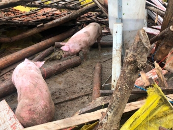 Chuvas em SC - granja destruida
