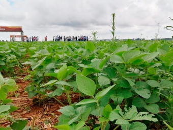 Soja Uberlandia - Intacta 2 Xtend - 16:9