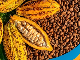 cacau