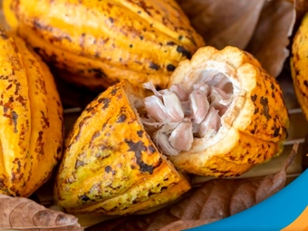 cacau
