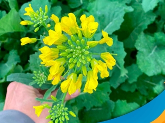 canola