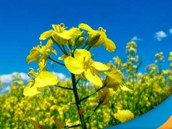 canola1