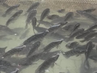 peixes, tilápia