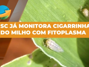 cigarirnha