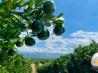 citrus