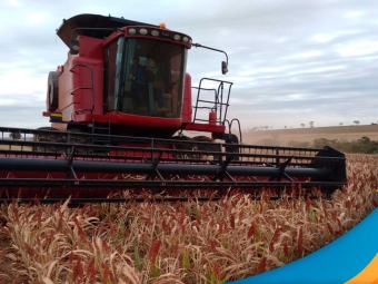 colheita-sorgo