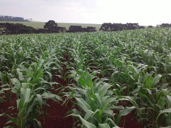 Imagem do dia - Lavoura de milho em Corbélia (PR), do produtor Marcos Dall Apria