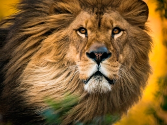 Leão, imposto de renda - 16:9
